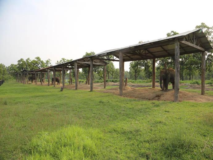 Hotel Royal Safari Sauraha Exterior foto